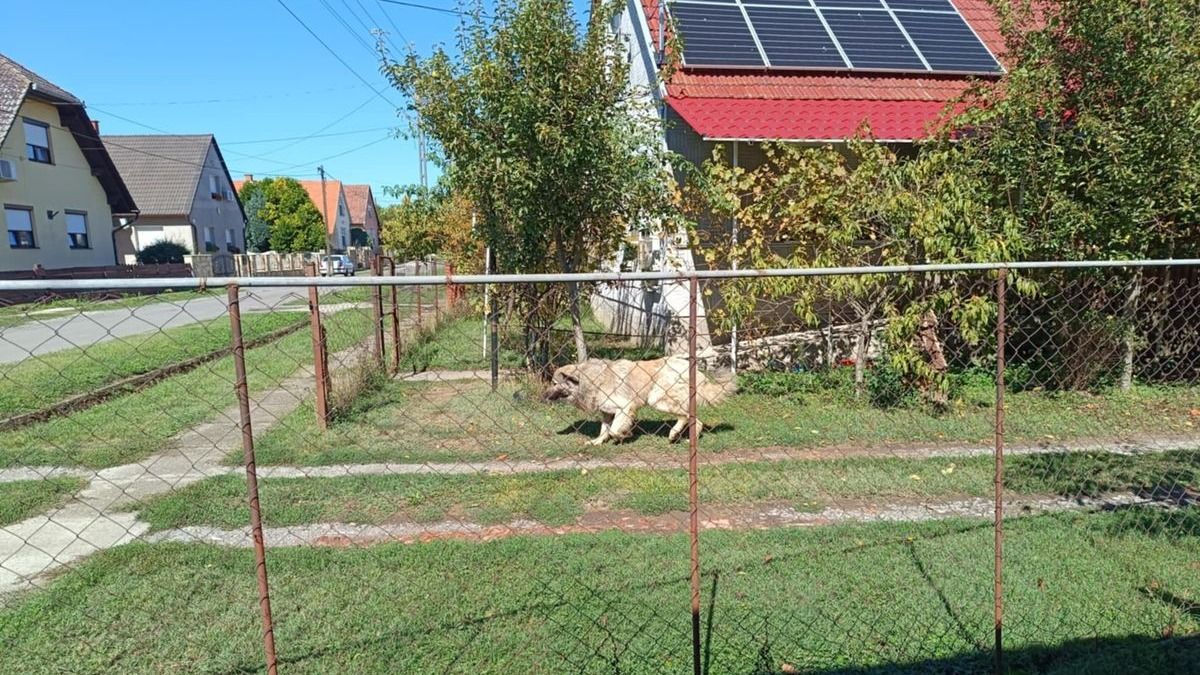 Babakocsival menekült a nagytestű kutya elől a saját és a gyermekei életéért a baranyai édesanya