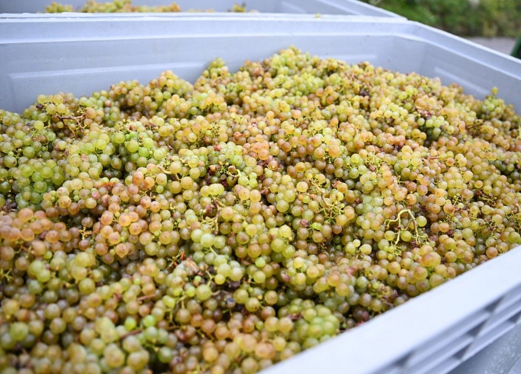 PRODUCTION - 24 September 2025, Hesse, Rüdesheim: Riesling grapes lie in a large container after the harvest in the vineyard of Bischöfliches Weingut Rüdesheim GmbH. The Rheingau Winegrowers' Association presents the forecasts for the 2025 vintage at its autumn press conference on September 26, 2025. Photo: Arne Dedert/dpa (Photo by ARNE DEDERT / dpa Picture-Alliance via AFP)