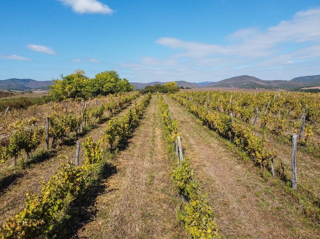 aranyszínű sárgaság, Aerial view of the vineyard located on the south-eastern foot of the Bukk Mountains is seen near Bogacs, Hungary on 25 September 2021  (Photo by Michal Fludra/NurPhoto) (Photo by Michal Fludra / NurPhoto via AFP)