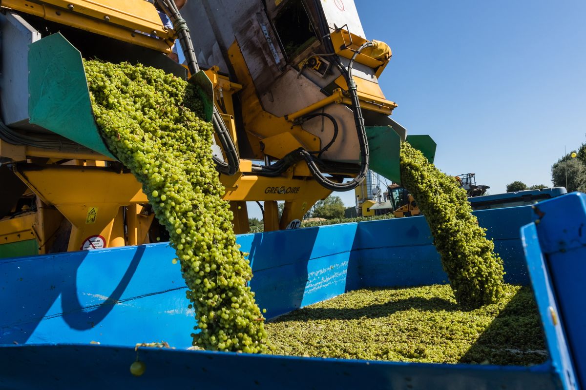 őstermelők,Ordacsehi, 2025. július 30.Konténerbe öntik a szüretelőgépről a legkorábbi érésű szőlőfajtát, a Csabagyöngyét a szüret kezdetén a Balaton Agrár Zrt. területén, Ordacsehi határában 2025. július 30-án.MTI/Katona Tibor