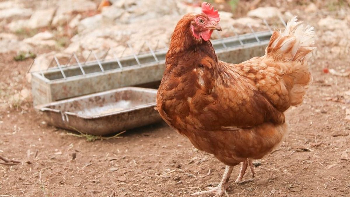 Az európai fogyasztók biztonságát féltik a baromfitermelők a növekvő import miatt