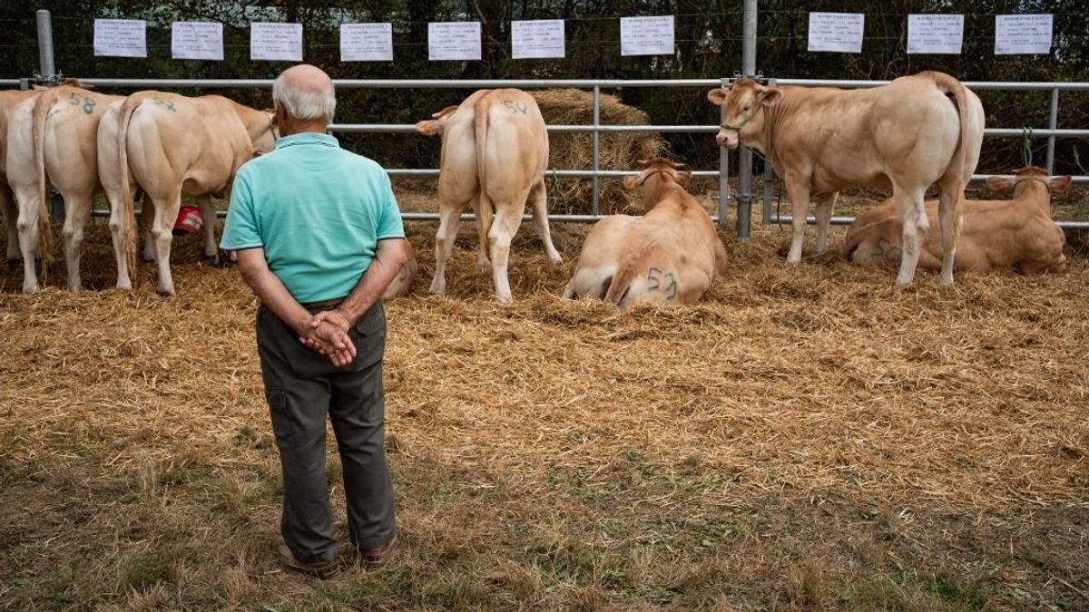 Elismerte Magyarország mentességét a száj- és körömfájás betegségtől a brit agrártárca