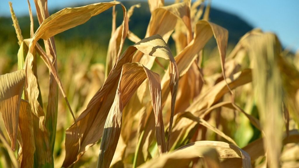 Corn dried by high temperature and drought in the fields in Zaozhuang City, Shandong Province, China on July 26, 2025. (Photo by Liu Mingxiang / CFOTO via AFP), aszály