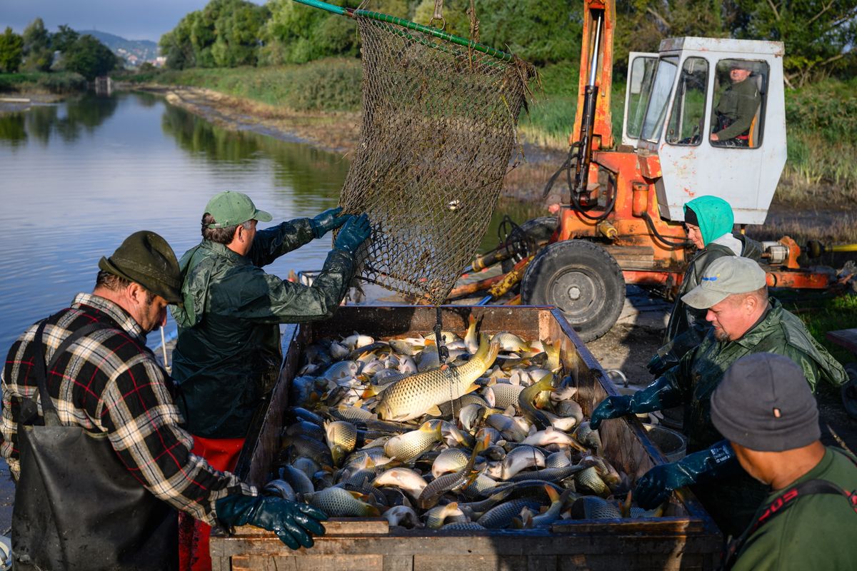 Fonyód, 2025. október 1.Válogatják a halakat a fonyódi halastavak lehalászása során 2025. október 1-jén. Elkezdődött az őszi lehalászás a Balatoni Halgazdálkodási Nonprofit Zrt. halastavaiban, a kifogott háromnyaras pontyokat több helyszínen engedik a Balatonba.MTI/Vasvári Tamás, karácsony