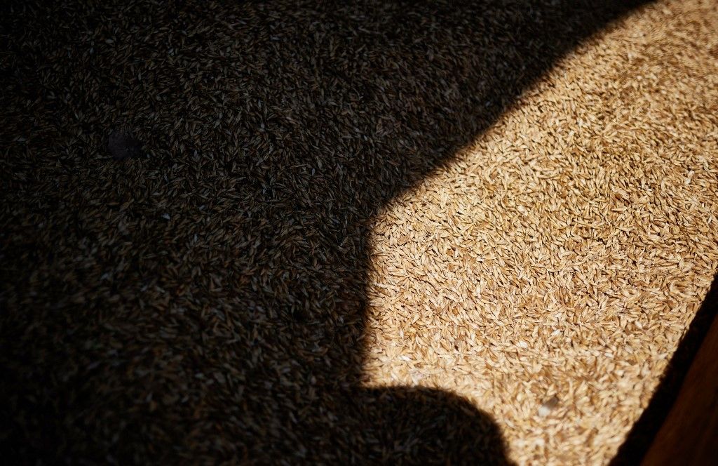 búza, Cereals, wheat on the Naturland farm Drexl, in Kaufering, 07/26/2022. Solidarity agriculture with direct marketing on the farm. (Photo by Lukas Barth / Photothek / dpa Picture-Alliance via AFP)