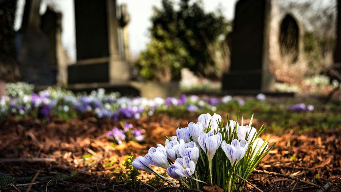 temető,virág