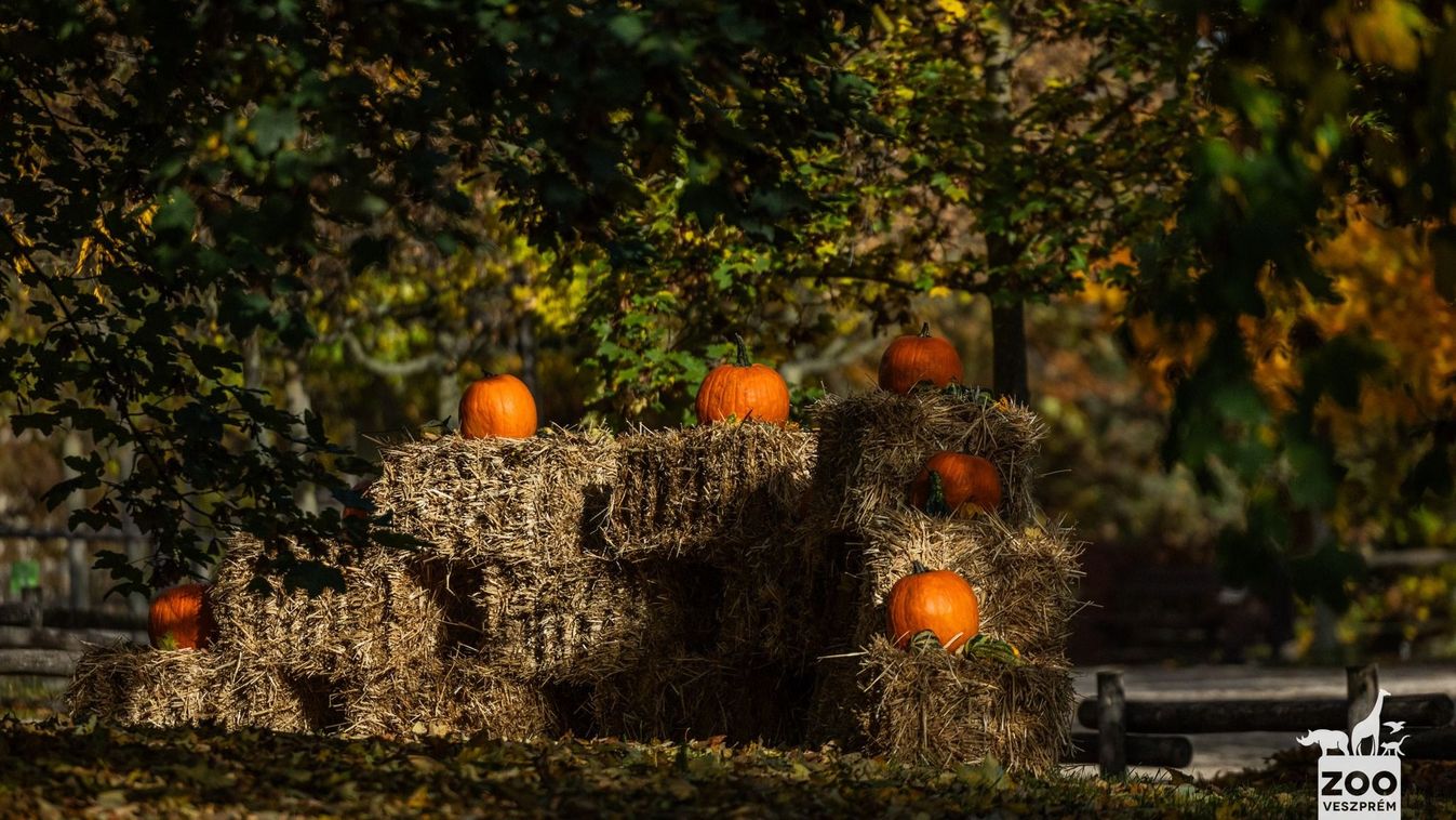 Halloween a Veszprémi Állatkertben 
Facebook
KOVACS BALINT