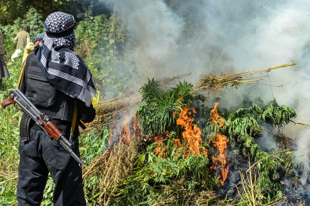 A Taliban security personnel burns a cannabis plantation on the outskirts of the Faizabad district of Badakhshan province on October 8, 2025. (Photo by Omer ABRAR / AFP)