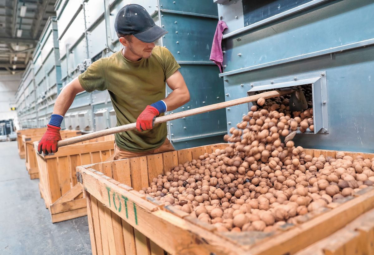 20220915 LengyeltótiKözepes termés várható idén Közép-Európa egyik legnagyobb dióültetvényén, Lengyeltótiban. Bő két hete zajlik ott a szüret. Az aszály nyomai a dión is látszanak, apróbbak a szemek, de a minőséggel nincs probléma.Az idénymunkások gereblyével a sorok közepére húzzák a diót és egy gép felsöpri ezeket. A gép a feldolgozóba viszi a terményt, ahol először mossák, válogatják, szárítják és utána csomagolják. diós bejgli, Fotó: Lang Róbert lrSomogyi Hírlap