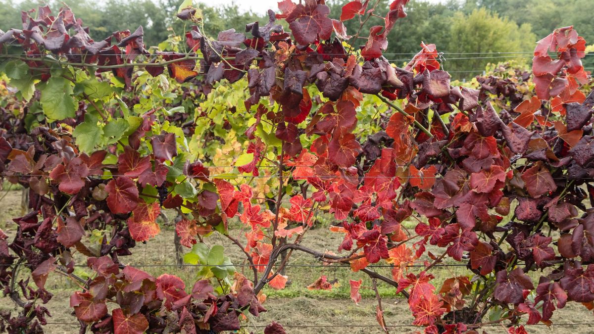 Zalaszentgrót, 2025. október 1.Az aranyszínű sárgaság fitoplazmás betegséggel fertőzött szőlőültetvény Zalaszentgrót környékén 2025. október 1-jén. A kormány cselekvési tervet fogadott el és 3,8 milliárd forintot különített el az aranyszínű sárgaságot terjesztő amerikai szőlőkabóca elleni küzdelemre.MTI/Katona Tibor, aranyszínű sárgaság