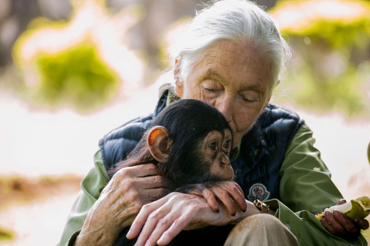 British primatologist Jane Goodall visits a chimpanzee rescue center on June 9, 2018 in Entebbe, Uganda. During her visit at the Uganda Wildlife Education Centre, Goodall, also fronted a naming ceremony for a baby chimp called Zakayo the second. (Photo by SUMY SADURNI / AFP)