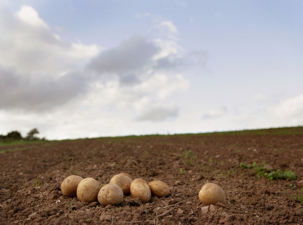 potatoes on ground (Photo by Bill Sykes / Connect Images via AFP), magyar burgonya