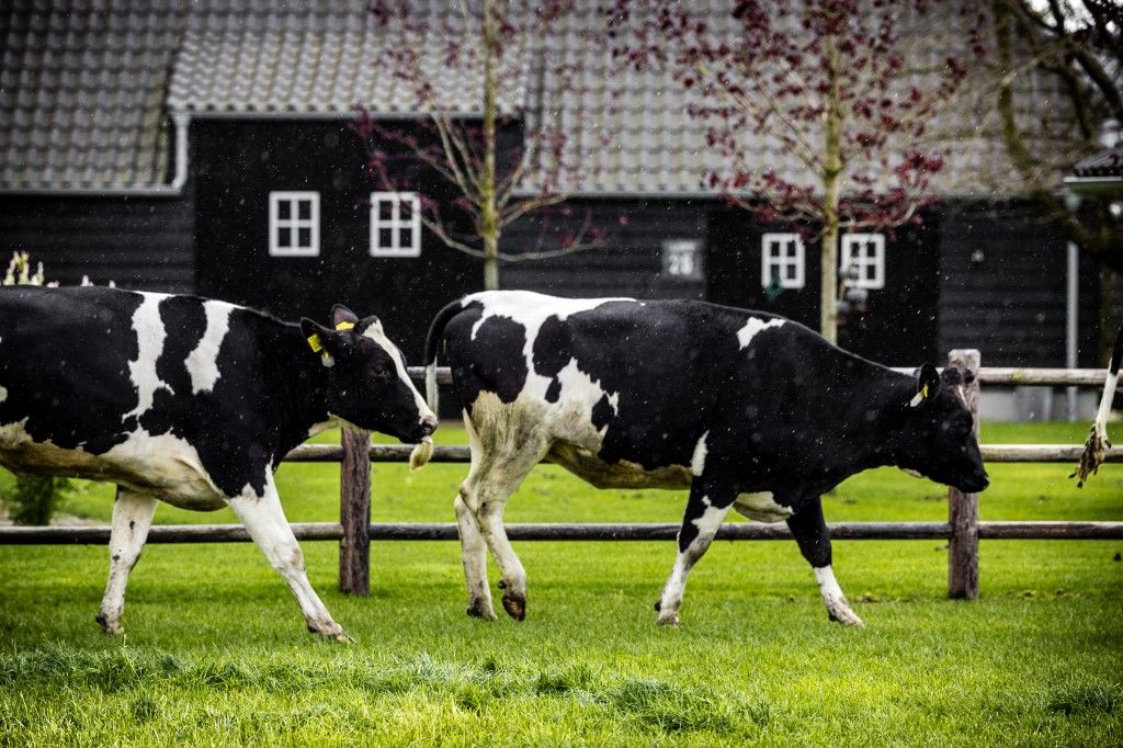 közös agrárpolitika, SOMEREN - Cows in a meadow at a small-scale farm in Someren. Tightened rules mean that farmers are allowed to apply less fertilizer to their land, which causes problems for small farms. ANP / Hollandse Hoogte / Rob Engelaar netherlands out - belgium out (Photo by ROB ENGELAAR / ANP MAG / ANP via AFP)