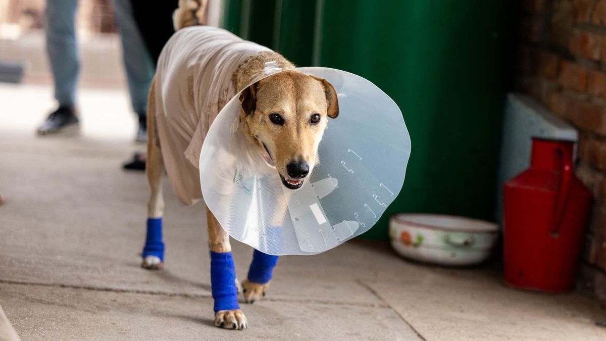 Lakiteleken ápolják Rozi kutyát, miután egy száguldozó autó vonszolta magával + videó