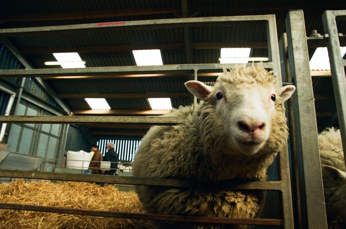Dolly the first genetically copied sheep is unveiled to the media at the Roslin institute near Edinburgh, United Kingdom. Dolly was a female domestic sheep, and the first mammal cloned from an adult somatic cell, using the process of nuclear transfer. On 14 February 2003, Dolly was euthanised because she had a progressive lung disease and severe arthritis. (Photo by Colin McPherson/Corbis via Getty Images)