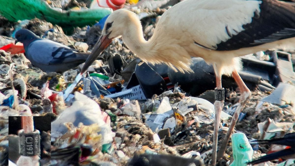 Kiderült, miért tanyáznak a fehér gólyák a tatabányai szeméttelepen