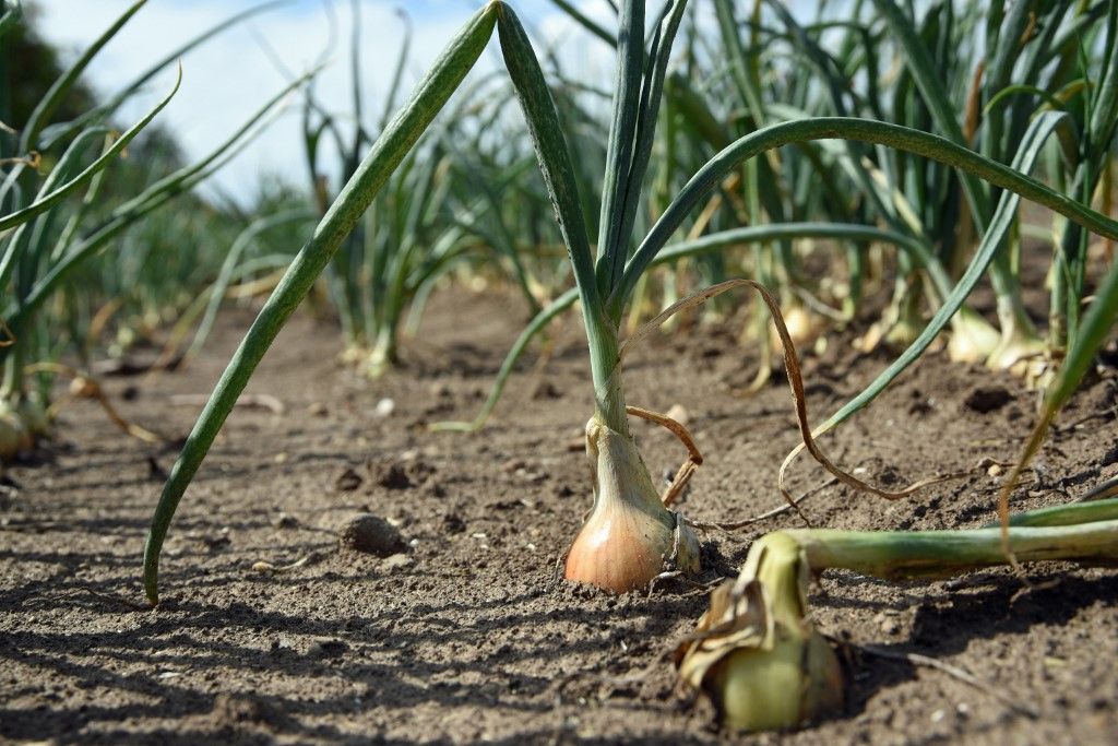 Onion plants growing in a field in Calbe, Germany, 31 July 2017. Heavy rain in the area helped increase this year's onion yield. Grain crops, by contrast, were damaged. Photo: Annette Schneider-Solis/dpa-Zentralbild/dpa (Photo by Annette Schneider-Solis / dpa Picture-Alliance via AFP), vöröshagyma