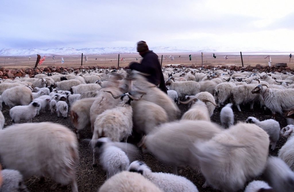 kiskérődzők pestise, (160229) -- DAMXUNG, Feb. 29, 2016 (Xinhua) -- A herdsman takes care of Tibetan sheep on the Sensen Spring Pasture in Qiaga Township of Damxung County, southwest China's Tibet Autonomous Region, Feb. 25, 2016.     Spring is a season for lamb births. As spring comes, herdsmen living on the 5,000-meter-high Sensen Spring Pasture in Qiaga Township of Damxung County are busy with delivering Tibetan lambs. Tibetan sheep, which mainly live above the elevation of 4,500 meters, are hersmen's essential means of livelihood as well as important means of production. Most Tibetan sheep give birth annually to a single lamb, which usually weighs 2.7-5.0 kilograms at birth.  (Xinhua/Chogo) (lfj) (Photo by Chogo / Xinhua via AFP)