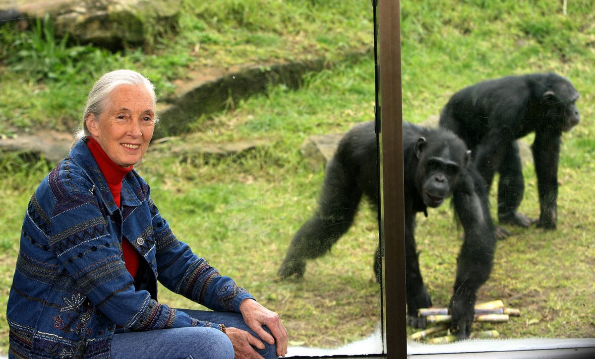 World-renowned primatologist and chimpanzee expert Dr Jane Goodall visits Sydney's Taronga Zoo, 14 July 2006, to observe the extended family of 19 chimpanzees. Dr Goodall whose reputation stands on decades of ground-breaking research with wild chimpanzees at Gombe in Tanzania, is conducting a national awareness tour to highlight the plight of wild chimpanzees.   AFP PHOTO/Greg WOOD (Photo by Greg WOOD / AFP)
