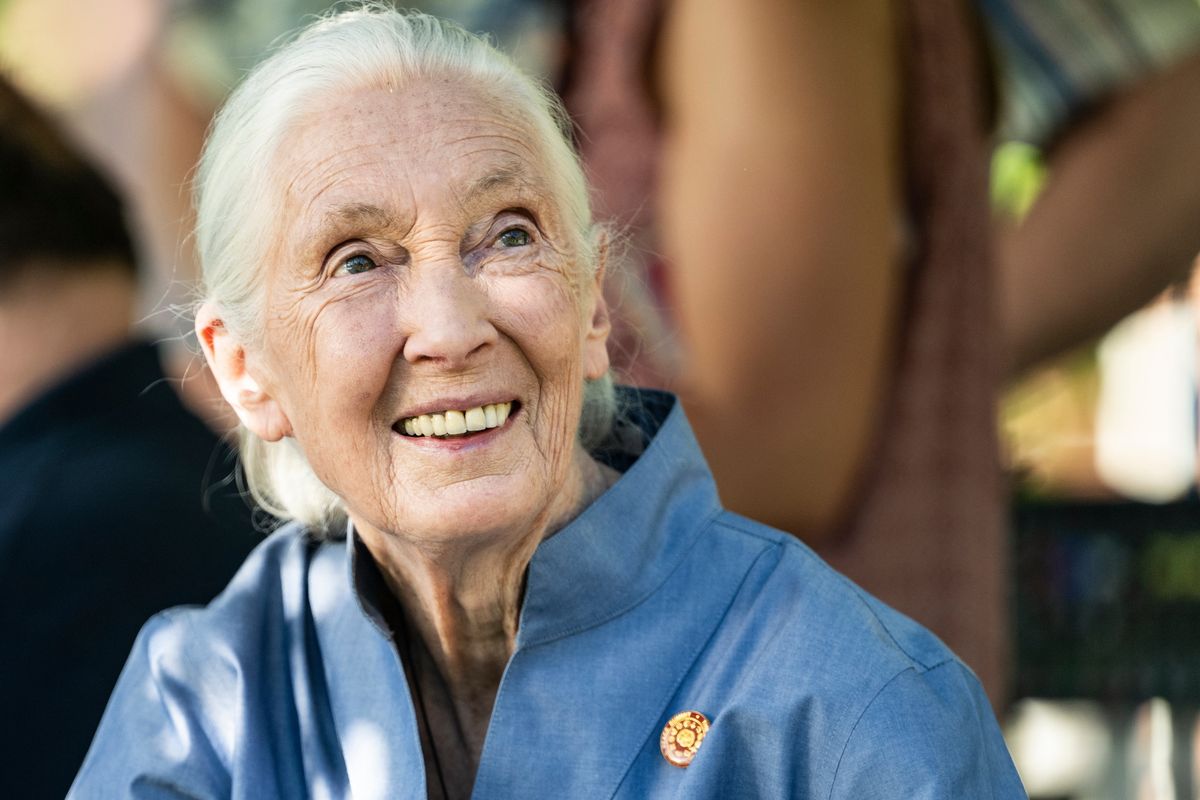 Missoula, 2025. október 1.
2022. június 26-án a Montana állambeli Missoulában készített kép Jane Goodall brit etológusról, főemlőskutatóról, aki 2025. október 1-jén, 91 éves korában elhunyt.
MTI/AP/Tommy Martino