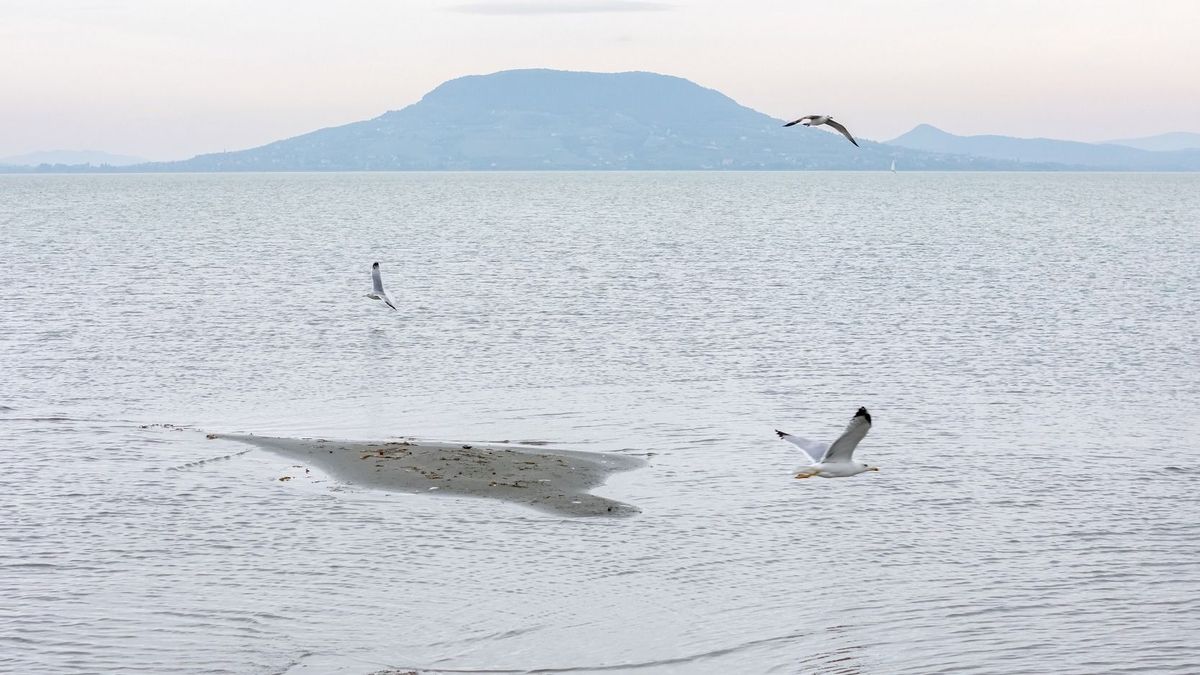 Megkezdődött a Balaton gyógyító kotrása: 70 ezer köbméter iszaptól szabadítják meg a tavat + videó
