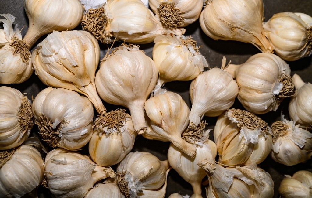 fokhagyma, Garlic (Allium sativum) is a species of bulbous flowering plant in the genus Allium. It is native to South Asia, Central Asia and northeastern Iran and has long been used as a seasoning worldwide, with a history of several thousand years of human consumption and use. It was known to ancient Egyptians and has been used as both a food flavoring and a traditional medicine. China produces 76% of the world's supply of garlic. The word garlic derives from Old English, garleac, meaning gar (spear), and leek, as a 'spear-shaped leek'. Garlic has revealed for a whole lot of health benefits, like warding off Cough and Cold, Good Cardiac Health, improved brain Functioning, improved digestion, balanced blood sugar, boosted immunity, good for constipation and gastric pain, improved skin health, prevention of Cancer and Peptic Ulcer, Weight Loss, Fights UTI and Improves Renal Health, Reduces Exercise Fatigue, Reduces Blood Toxicity, Overcome Oestrogen Deficiency, Reduce Effects or Onset of Osteoarthritis, Prevent Heart Blockages, bones get stronger, reduce the risk of developing bone issues such as osteoporosis, Skin feels way better, Antioxidants present in garlic helps in vanishing the freckles. This White garlic photo was taken at Tehatta, West Bengal, India on 25/08/2023. (Photo by Soumyabrata Roy/NurPhoto) (Photo by Soumyabrata Roy / NurPhoto via AFP)