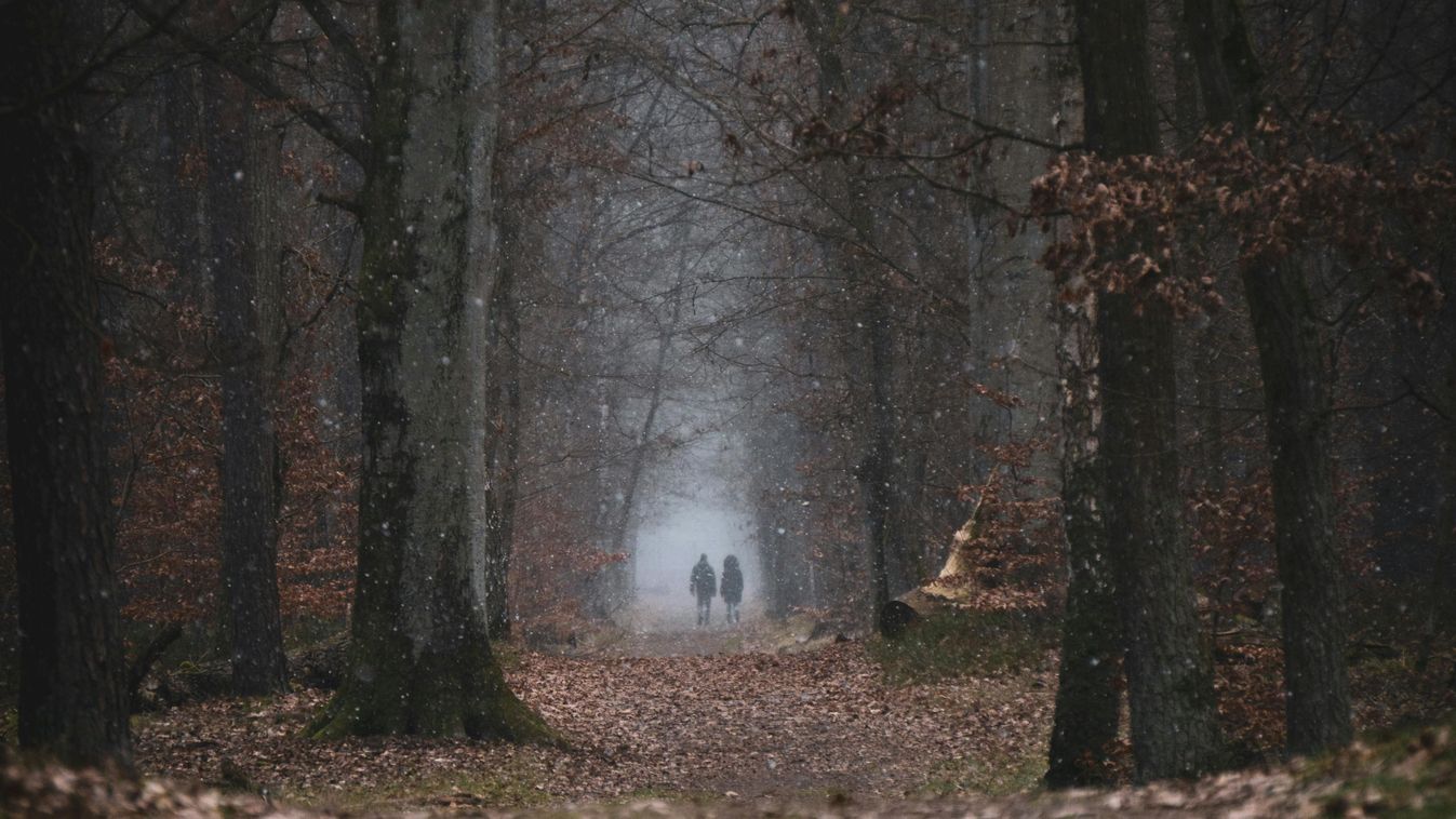 mysterious,forest,lost