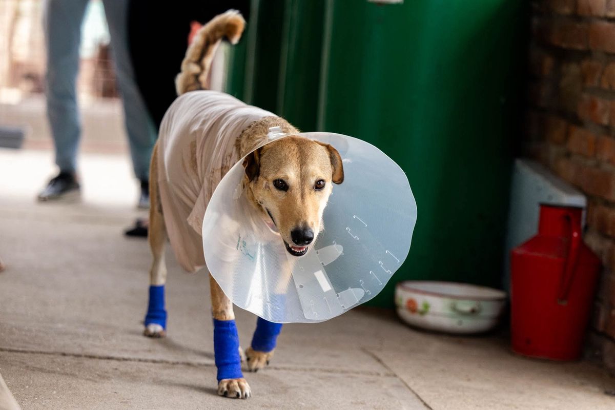 kutyaadó,kutya, sérülés, állatkínzás