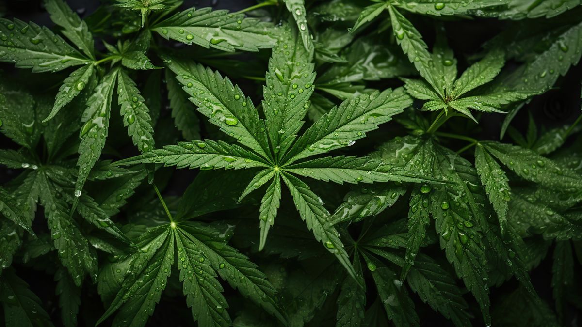 Green marijuana on black background top view. Marijuana background