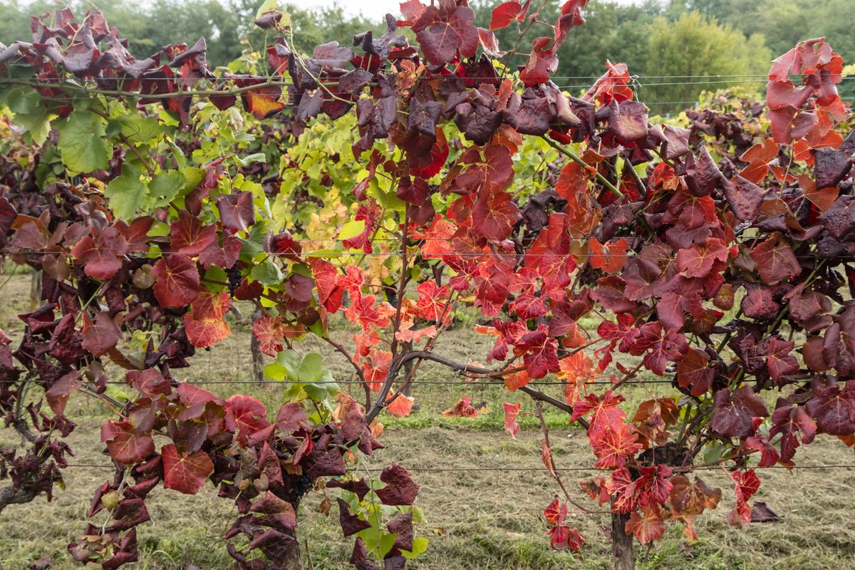 Zalaszentgrót, 2025. október 1., szőlő aranyszínű sárgaság fitoplazma, betegséggel fertőzött szőlőültetvény Zalaszentgrót környékén 2025. október 1-jén. A kormány cselekvési tervet fogadott el és 3,8 milliárd forintot különített el az aranyszínű sárgaságot terjesztő amerikai szőlőkabóca elleni küzdelemre.MTI/Katona Tibor