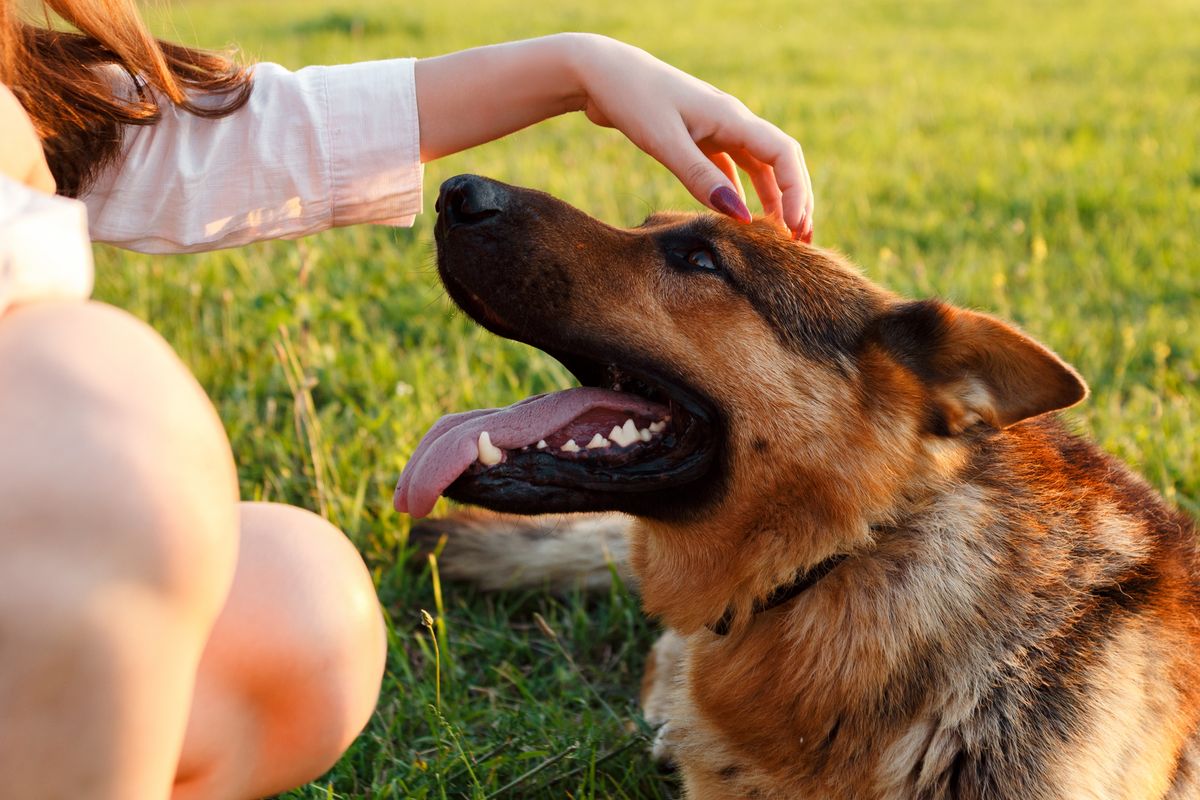 Pregnant woman petting her german shepherd dog in a meadow during a sunny summer afternoon, enjoying a peaceful moment of connection with her beloved pet