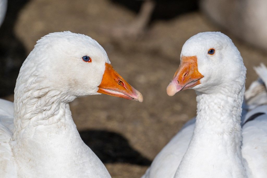 KARS, TURKIYE - FEBRUARY 08: Geese swim at a goose farm during winter season in Kars, Turkiye on February 8, 2025. Goose is a food that is generally preferred in the winter season. Ozgen Besli / Anadolu (Photo by Ozgen Besli / Anadolu via AFP), állatjólét