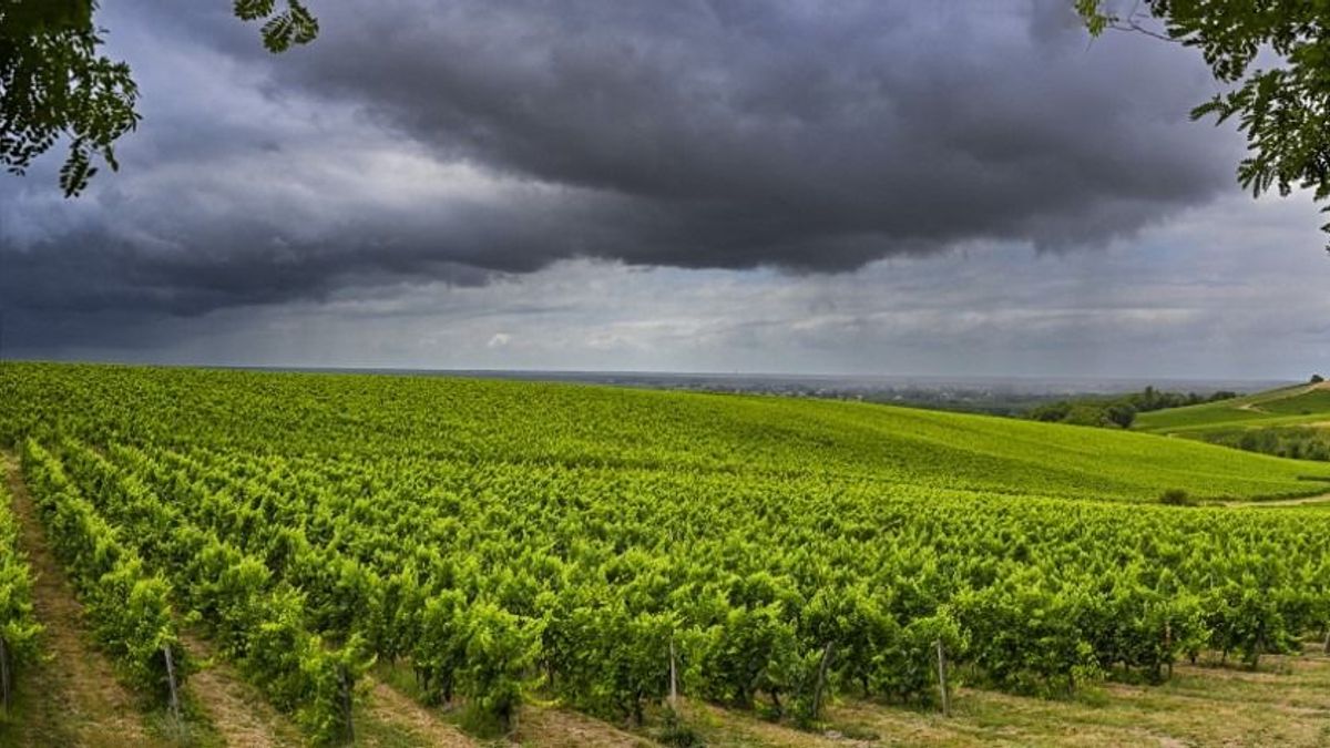 Ki hinné, depressziós az olasz bortermelés