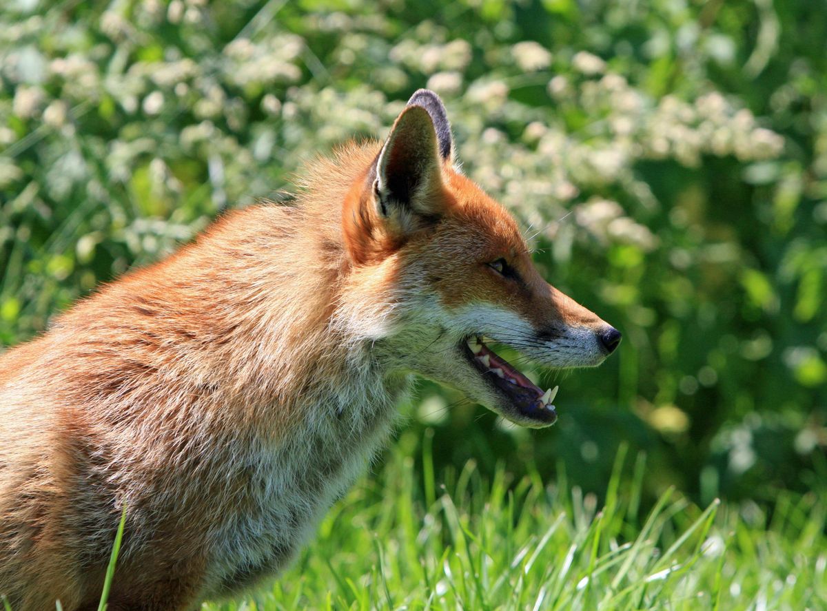 Veszett rókát lőttek ki Szabolcsban (Forrás: Pexels)