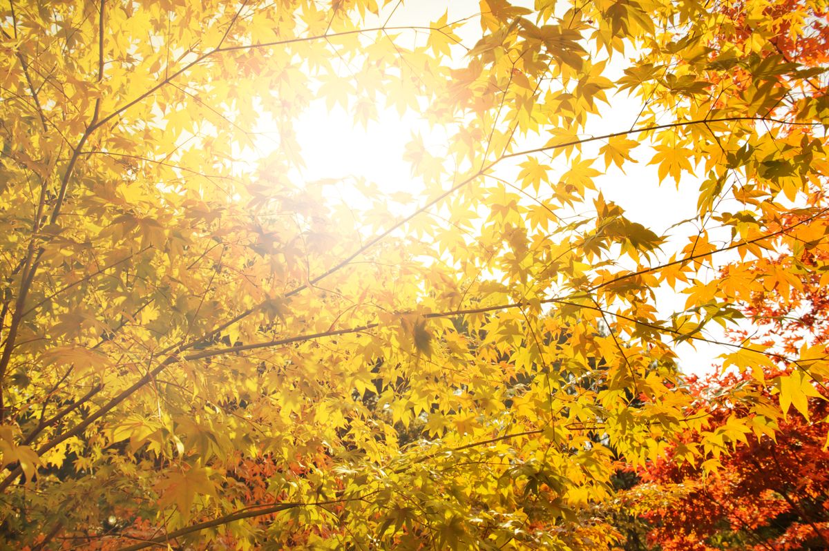 Beautiful autum background green and red foliage againt with the sunlight