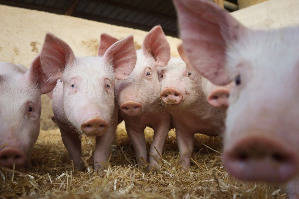 France, Sainte-Croix, 2024-04-05, a sibling group of piglets on straw look into the photographer s lens. Photography by Justine Bonnery / Hans Lucas.France, Sainte-Croix, 2024-04-05, une fratrie de porcelets sur paille regardent l objectif du photographe. Photographie de Justine Bonnery / Hans Lucas. (Photo by Justine Bonnery / Hans Lucas via AFP) árcsökkenés