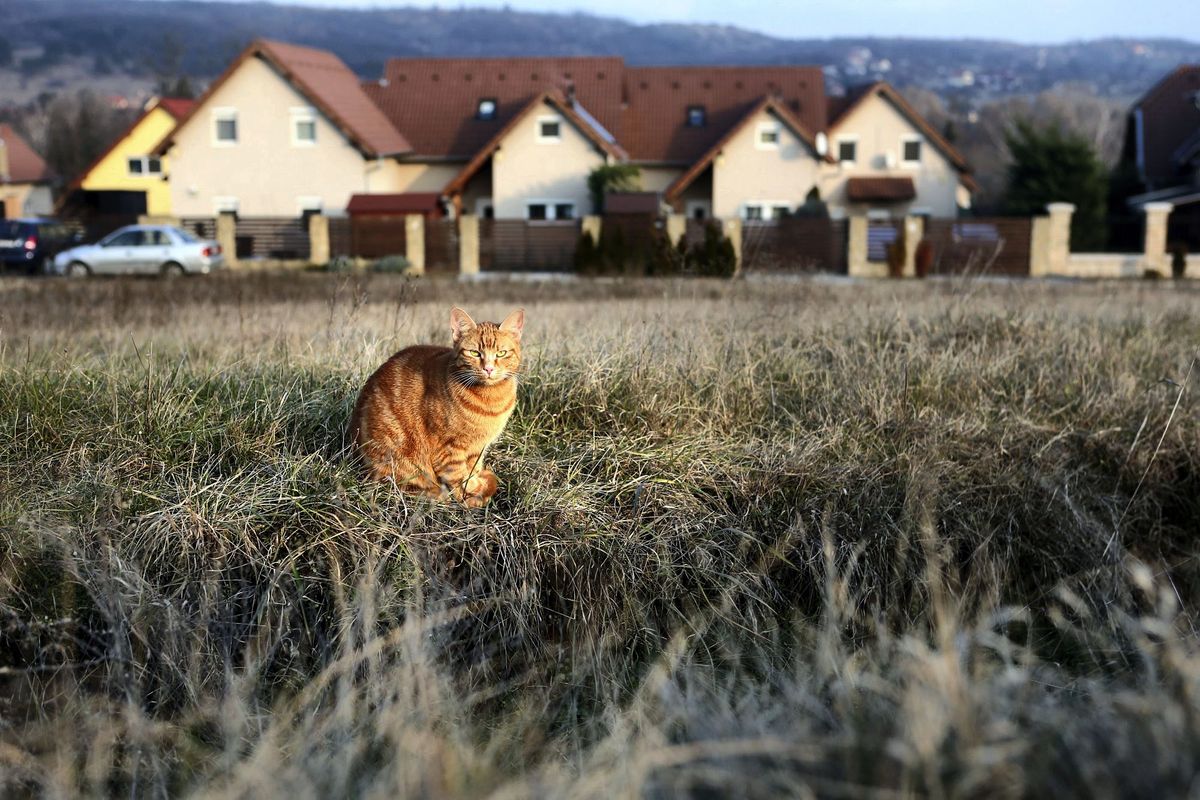 otthon start, csok családok otthonteremtési támogatása hitel lakásépítés házépítés építkezés kertváros ingatlan telek eladó telek építési telek családi házas övezet szocpol A KÉPEK FÓT környékén készültek , tehát nem a fõvárosban hanem agglomerációban