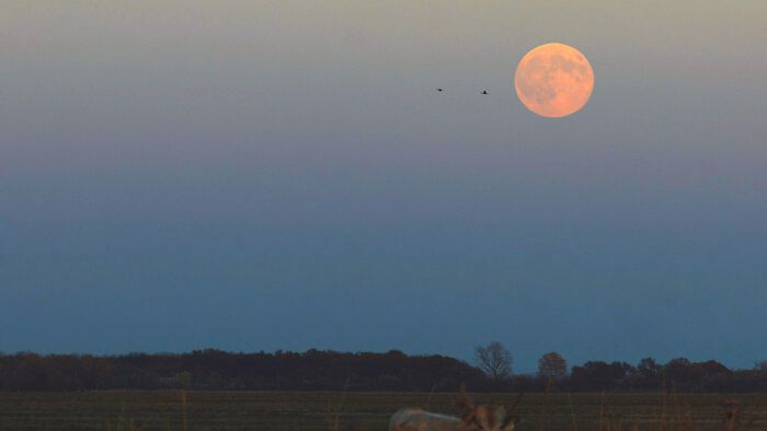 20251005 pest megye delegyhazi tavak vizibivaly naplemente szuper telehold havran zoltan magyar nemzet