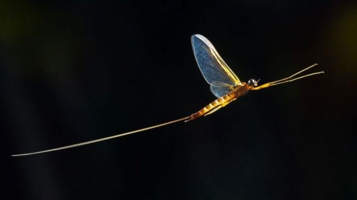 Hím kérészek szerelemre termett szemei