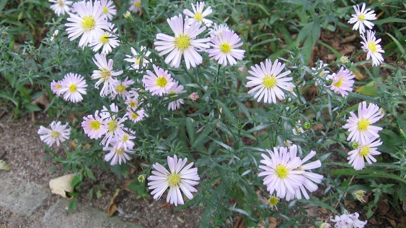 Cikk kép: undefined