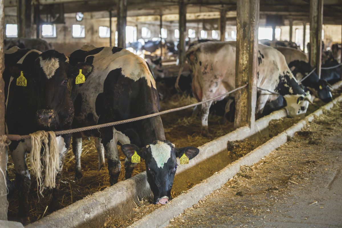 20251015 Baracska
Fotó: Németh András Péter NAP
Önfenntartó börtön.
Közép-dunántúli Országos Büntetés- Végrehajtási intézet Baracska
büntetésvégrehajtás börtön foglalkoztatott fogvatartottak tehenészet.