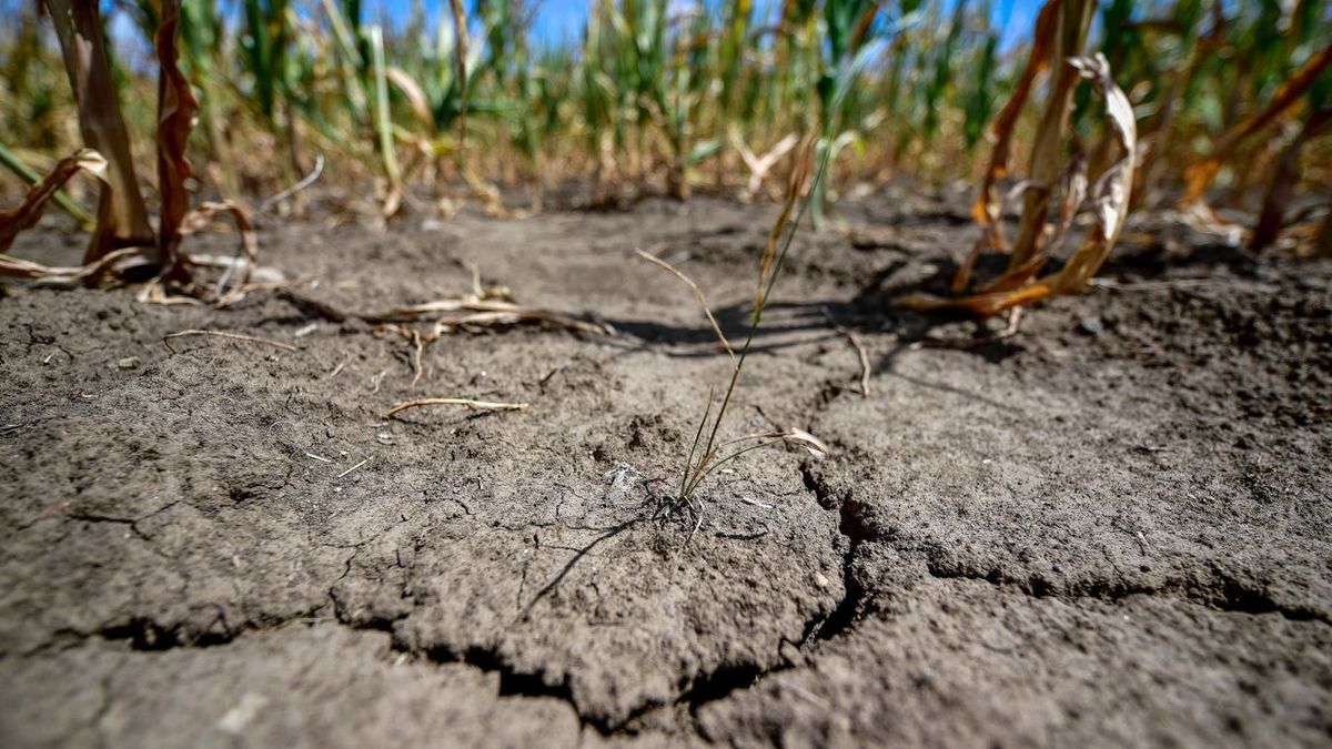 kárenyhítés, Aszály, Magyarország, nyár, csapadék