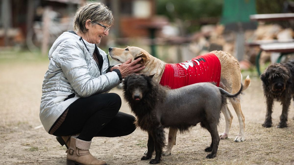 Ismét boldog Rozi, a megkínzott kutya