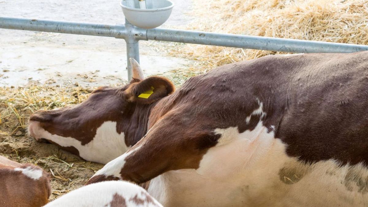 Lépfenével fertőződött meg egy férfi Békésben