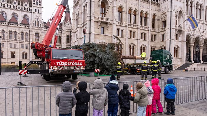 Budapest, 2025. november 24. Az ország karácsonyfája megérkezik az Országház előtti Kossuth térre 2025. november 24-én. A 31 felajánlás közül az Országgyűlés Hivatala az ibrányi, hozzávetőleg 23 méter magas 40 esztendős ezüstfenyőt talált a legszebbnek. 