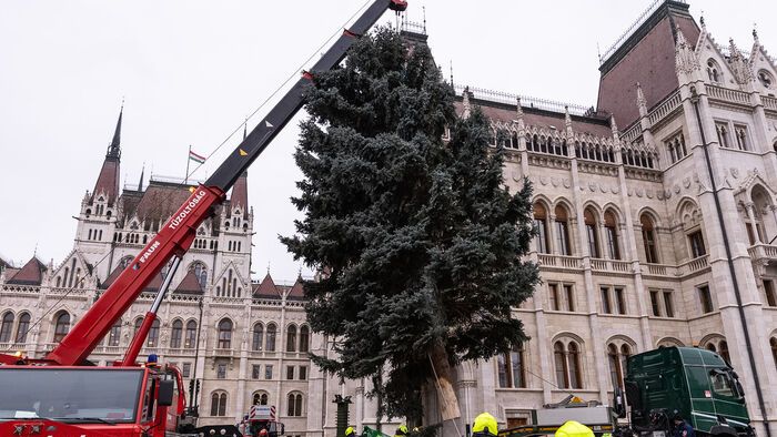 Budapest, 2025. november 24. Az ország karácsonyfája megérkezik az Országház előtti Kossuth térre 2025. november 24-én. A 31 felajánlás közül az Országgyűlés Hivatala az ibrányi, hozzávetőleg 23 méter magas 40 esztendős ezüstfenyőt talált a legszebbnek. 