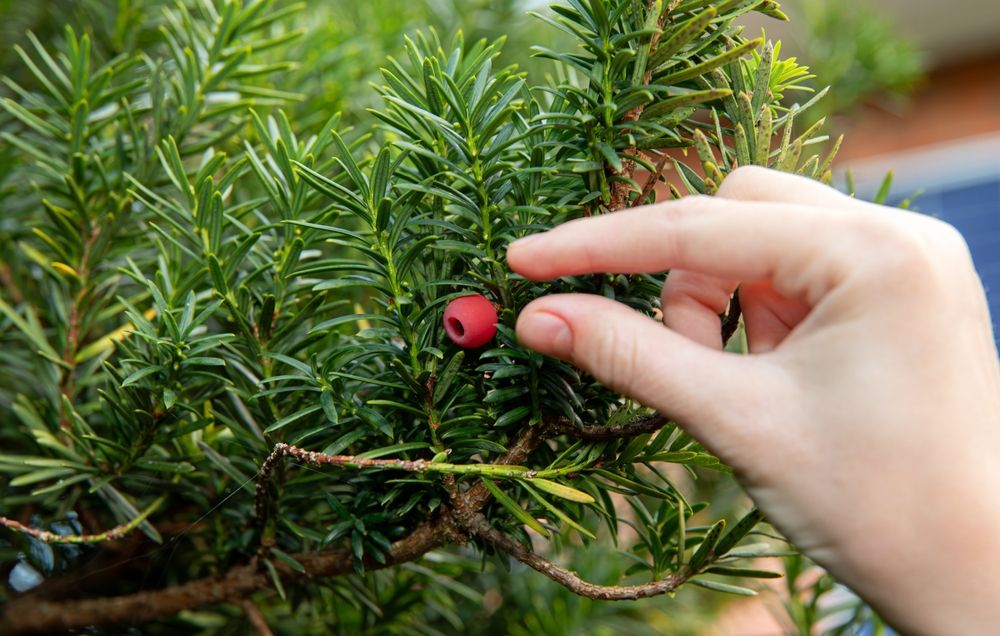 Taxus baccata, European yew shoot with red cone. Whole plant is highly deadly poisonous. Child hand picking red berry, poisoning concept.
