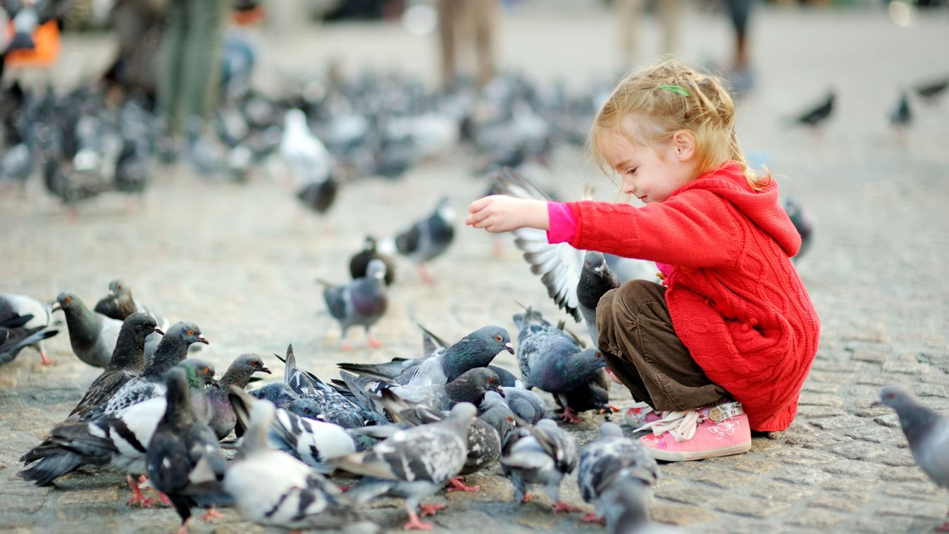 Cute little girl feeding and chasing birds on Dam Square in Amsterdam on summer day. Child feeding pigeons and sparrows outdoors.
2132520319
Shutterstock
MNStudio