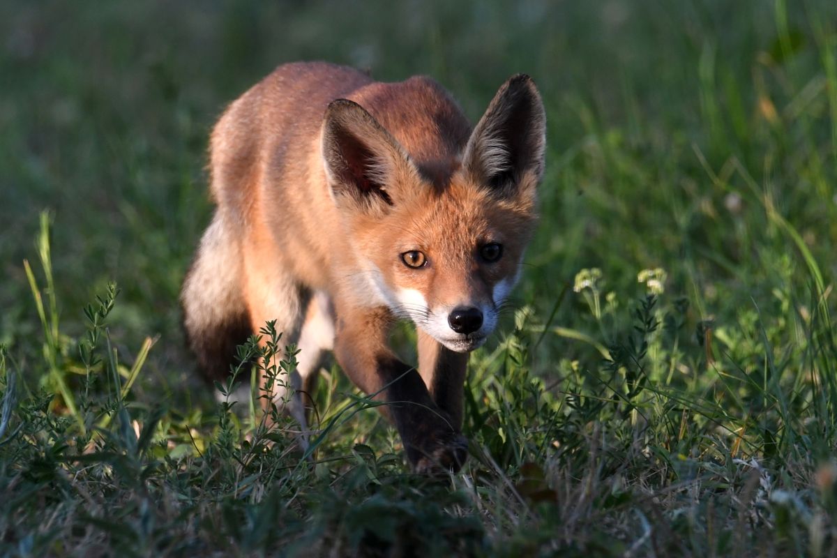 Csobánka, 2025. június 22.
Kölyök vörös róka (Vulpes vulpes) a Pest vármegyei Csobánka környékén 2025. június 21-én.
MTI/Kovács Attila