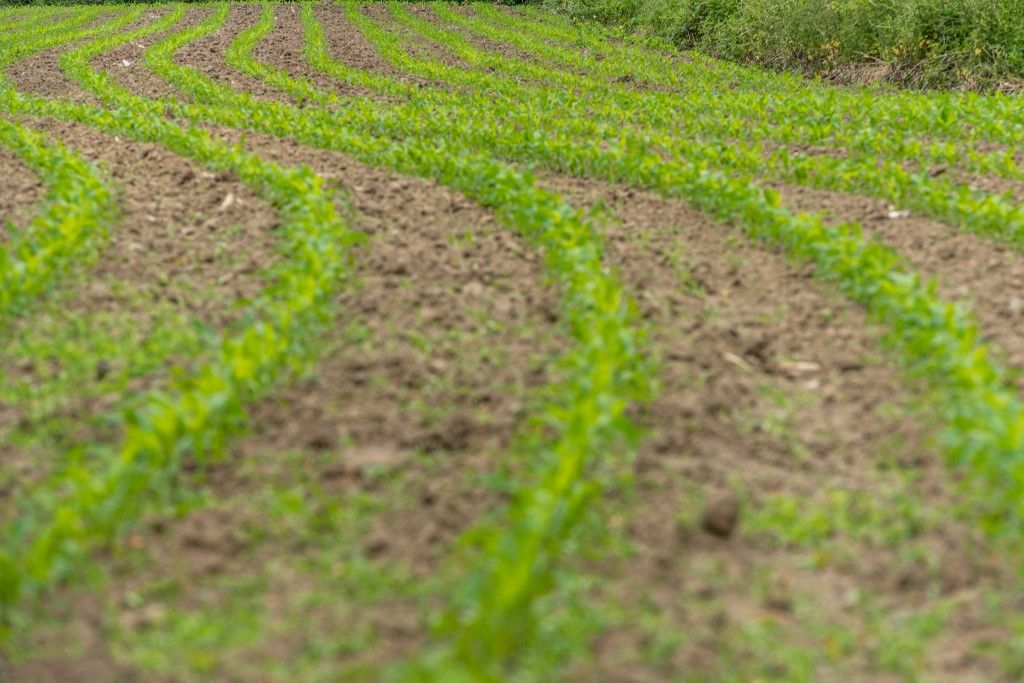 Dry corn agricultural fields can be seen in Laarne - Belgium on 24 May 2020. Belgium did not saw rain in the last 2 months and the ground water level is extremely low on this time of the year, farmers are not allowed to water agricultural fields in some regions of Belgium.People are asked to use drinking water sparingly.(Photo by Jonathan Raa/NurPhoto) (Photo by Jonathan Raa / NurPhoto via AFP), hétéves költségvetés